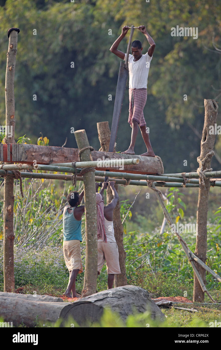 Sägen von Brettern mit Männer sah Grube, mit einem "Platzhirsch" und zwei "unter Hunden", Dibru-Saikhowa, Assam, Indien, Februar Stockfoto