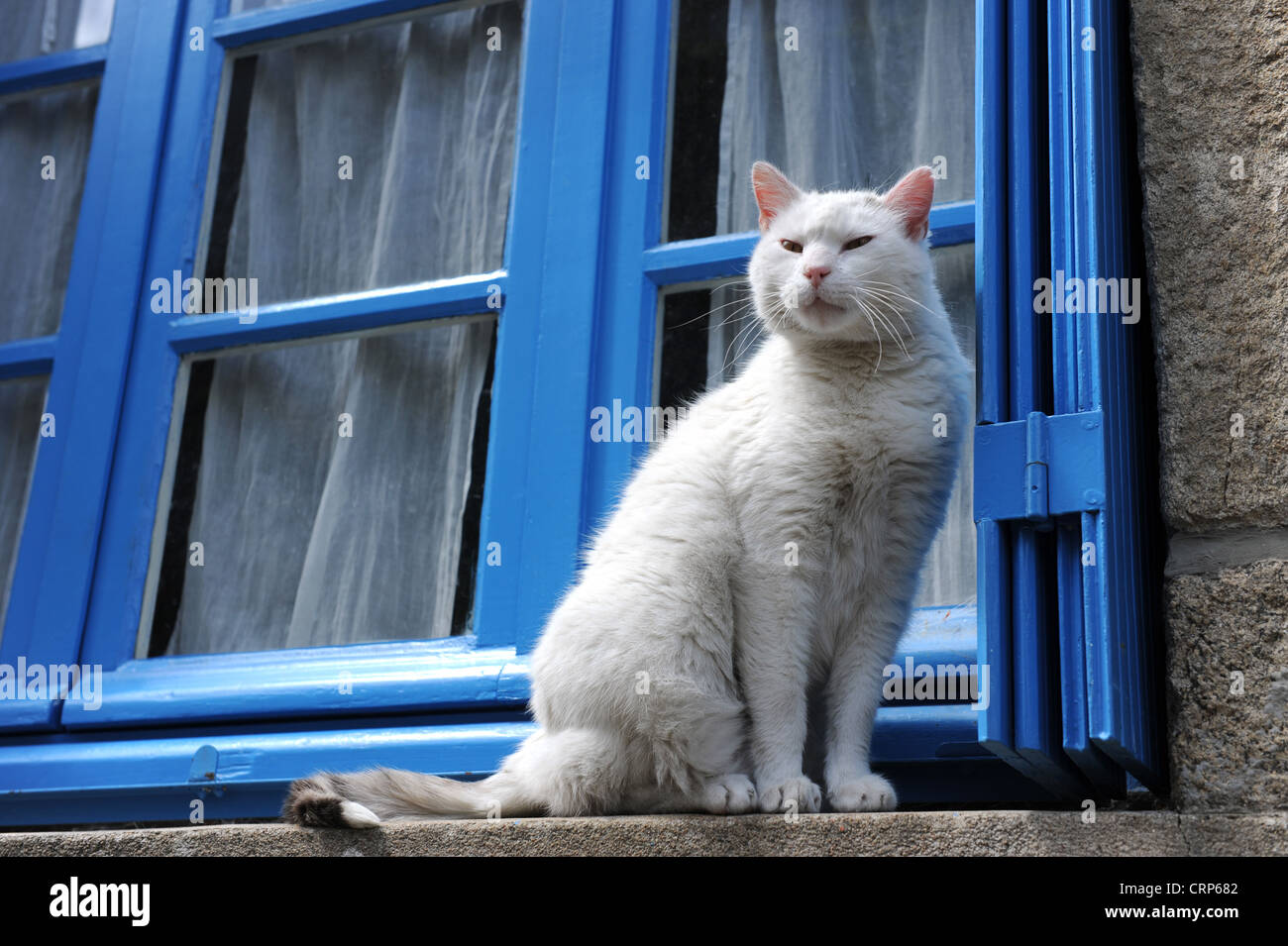 Weiße Katze auf der Fensterbank im französischen Dorf Stockfoto