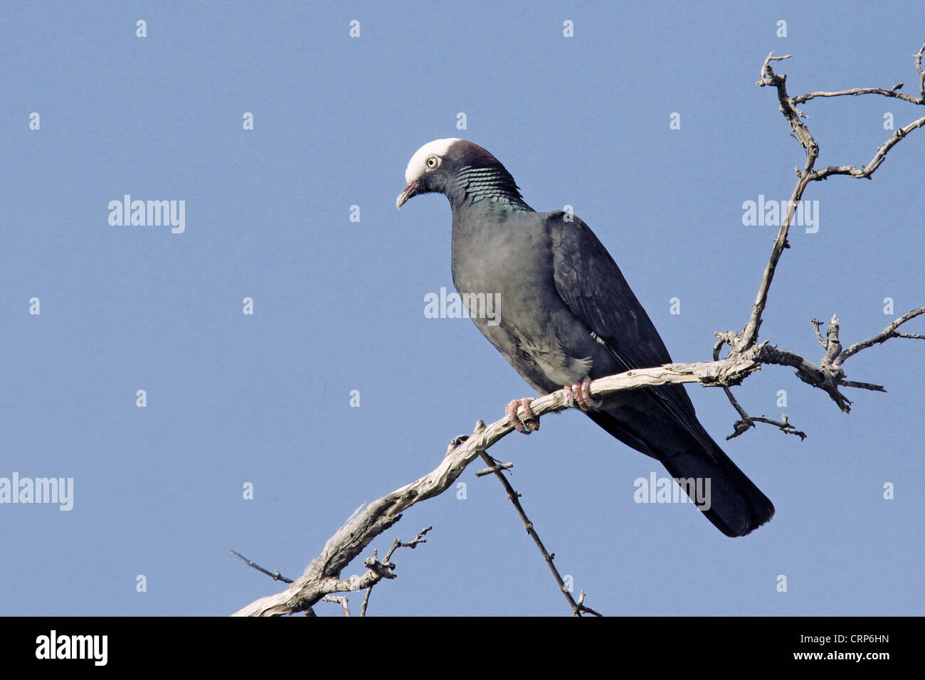 White-gekrönte Taube (Columba Leucocephala) Erwachsenen, thront auf Zweig, Cayman-Inseln Stockfoto