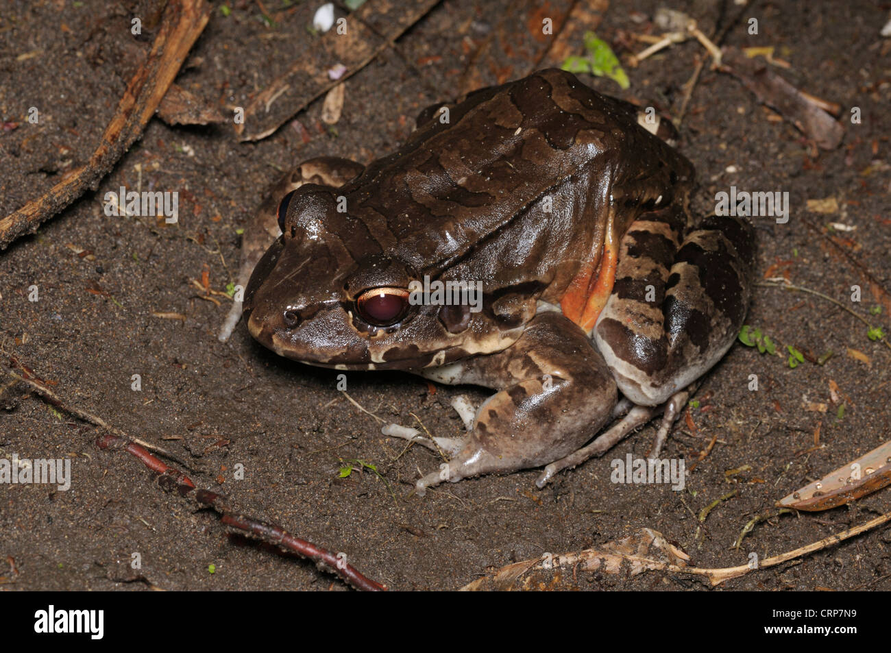 Rauchigen Dschungel Frosch, Leptodactylus Pentabactylus, auch bekannt als die zentralamerikanischen Bullfrog.  Tortuguero, Costa Rica Stockfoto