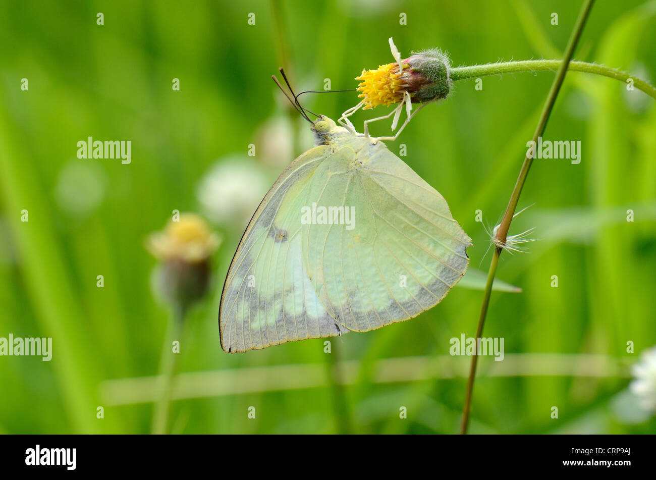 Lemon Emigrant-Schmetterling (Catopsilia Pomona) auf Blume in der Nähe der Straße-Schiene Stockfoto