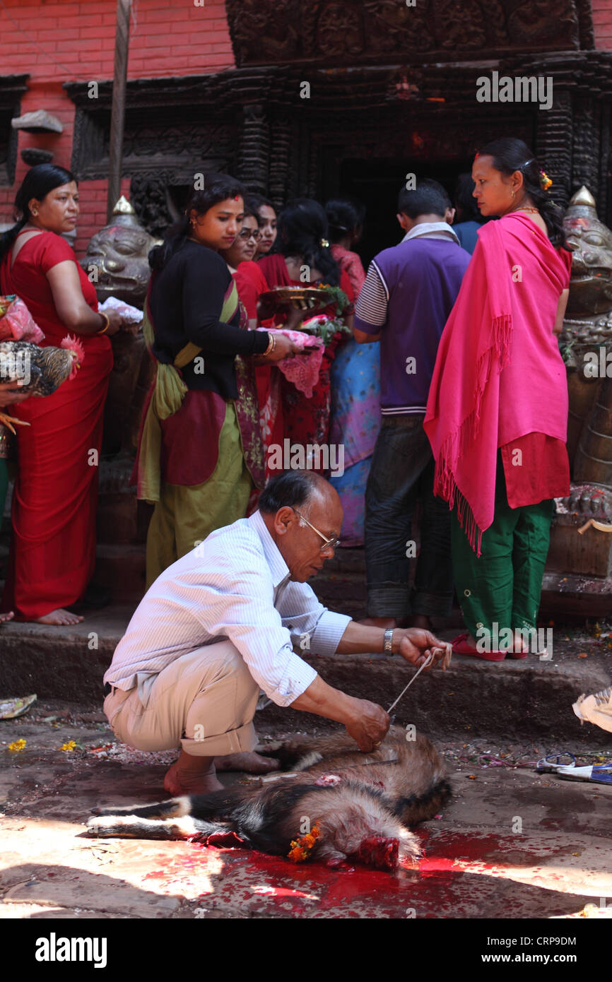 Ein Mann fesselt einen enthaupteten Ziege vor, so dass es einen Tempel bietet während Nepals Neujahrsfestes Stockfoto