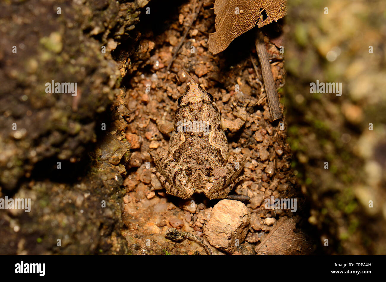 schön verzierte Frauenchor Frosch (Microhyla Fissipes) am Boden Stockfoto