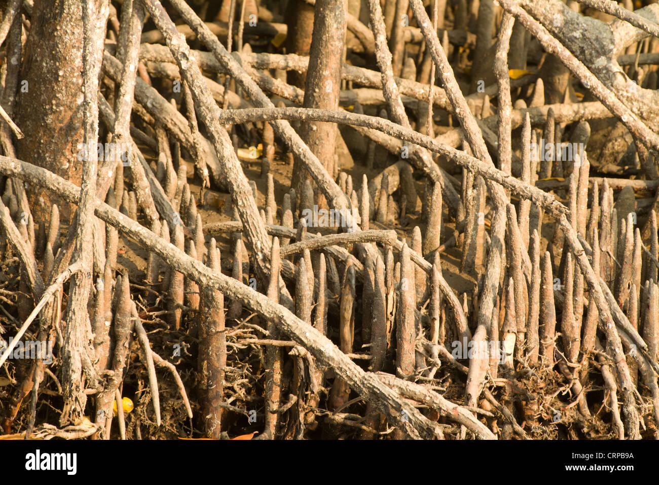 Mangroven-Baum Wurzeln closeup Stockfoto