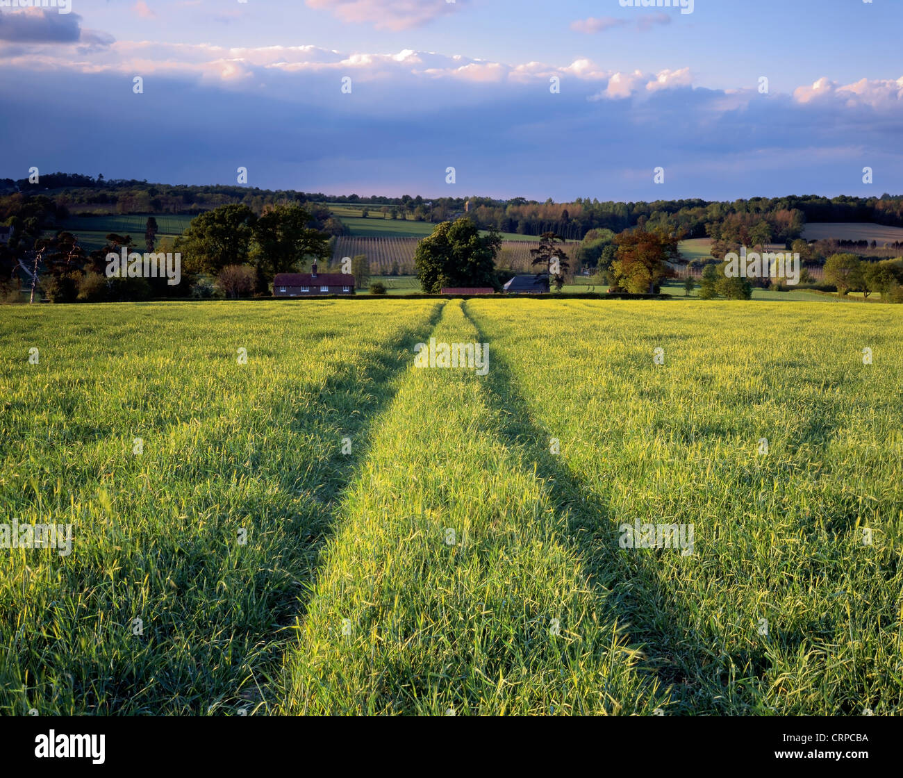 Blick über ein fruchtbares Feld an einem späten Sommerabend im ländlichen Kent. Stockfoto