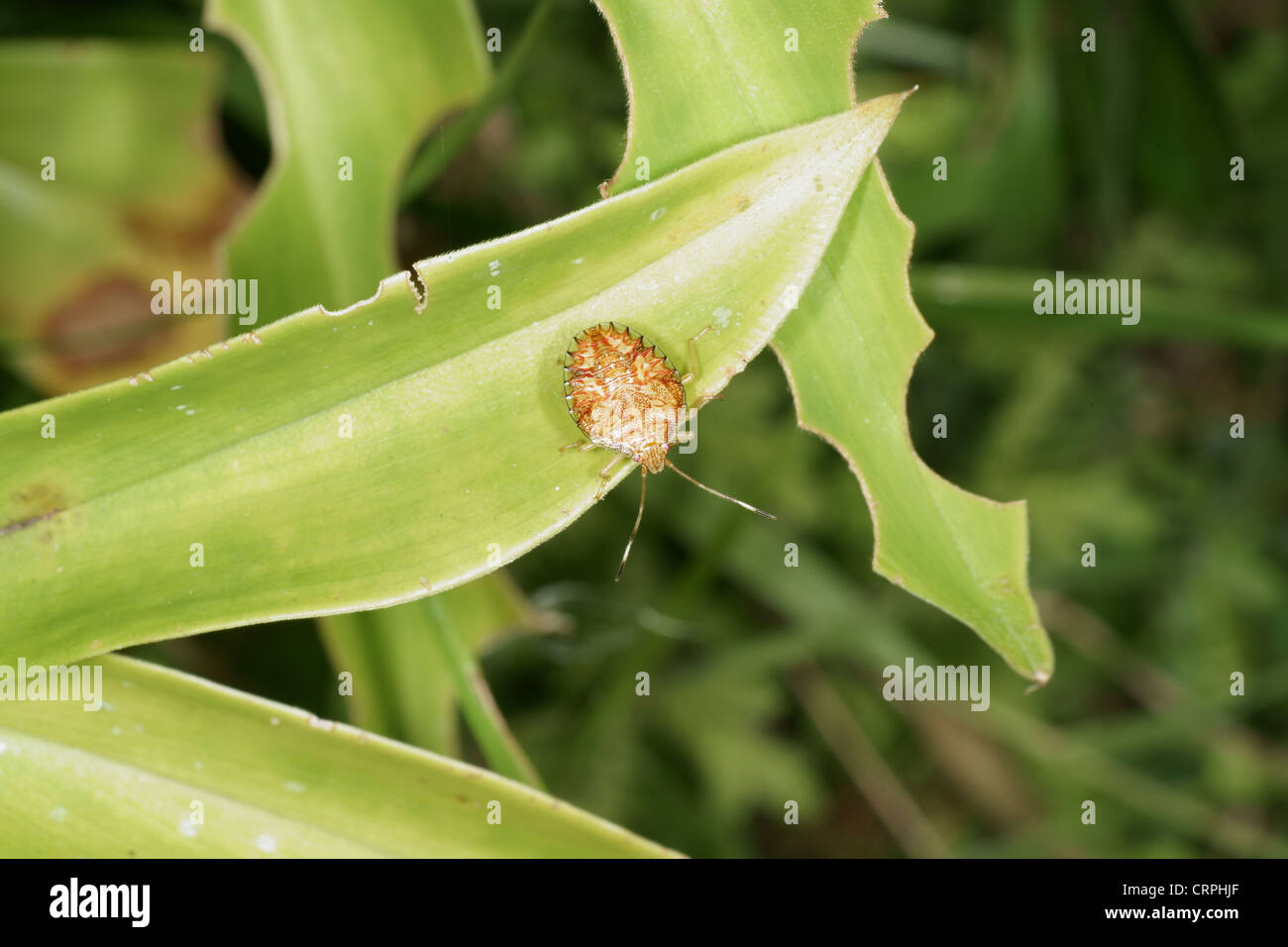 Shield bug Nymphe Stockfoto