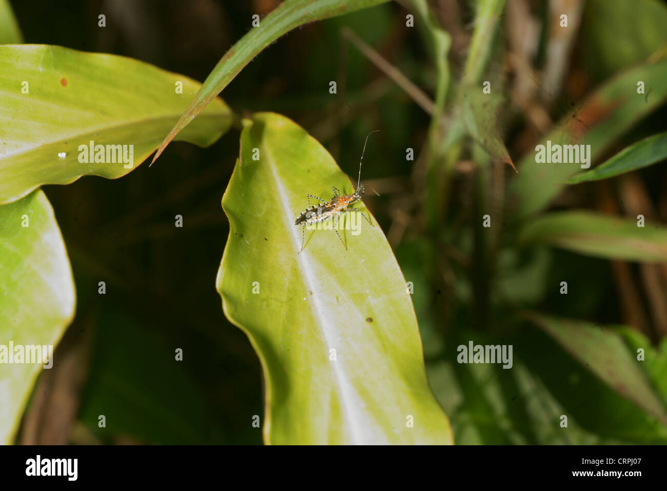 Assassin-bug Stockfoto