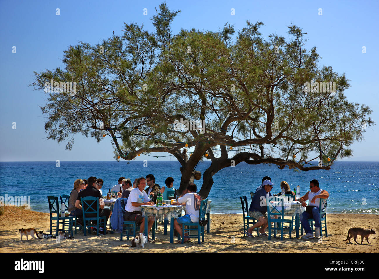 Schöne Landschaft in "Paradiso" Taverne, Maragas Strand (zwischen Agia Anna und Strände Plaka), Insel Naxos, Kykladen, Griechenland Stockfoto