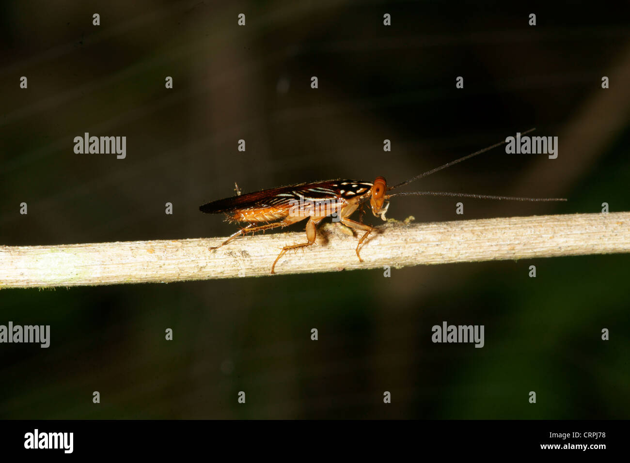 Roach Familie insekt Stockfoto