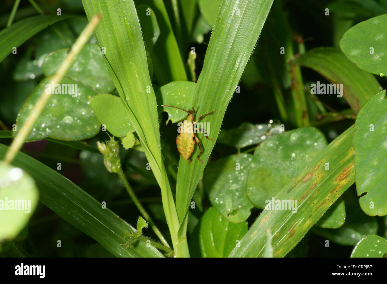 Shield bug Nymphe Stockfoto