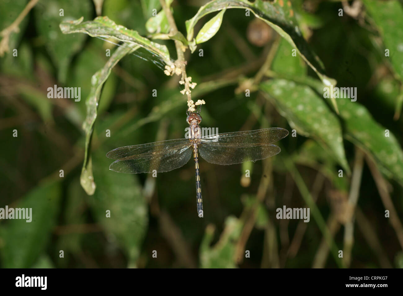 Dragonfly blass gelbe Bänder Stockfoto