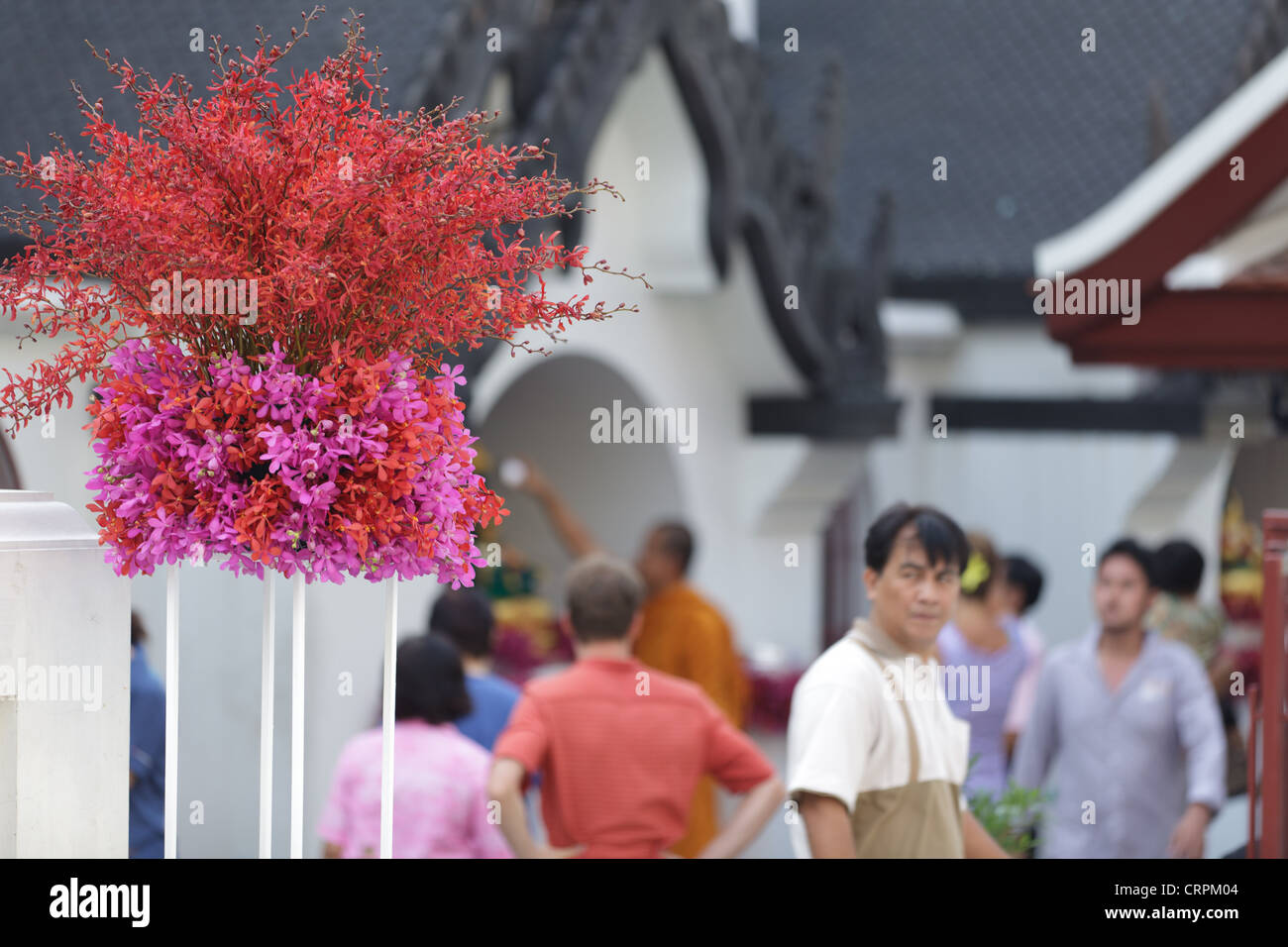Orchidee blüht Dekoration in Bangkok Tempel Wat Saket, für Neujahr Songkran, thailand Stockfoto