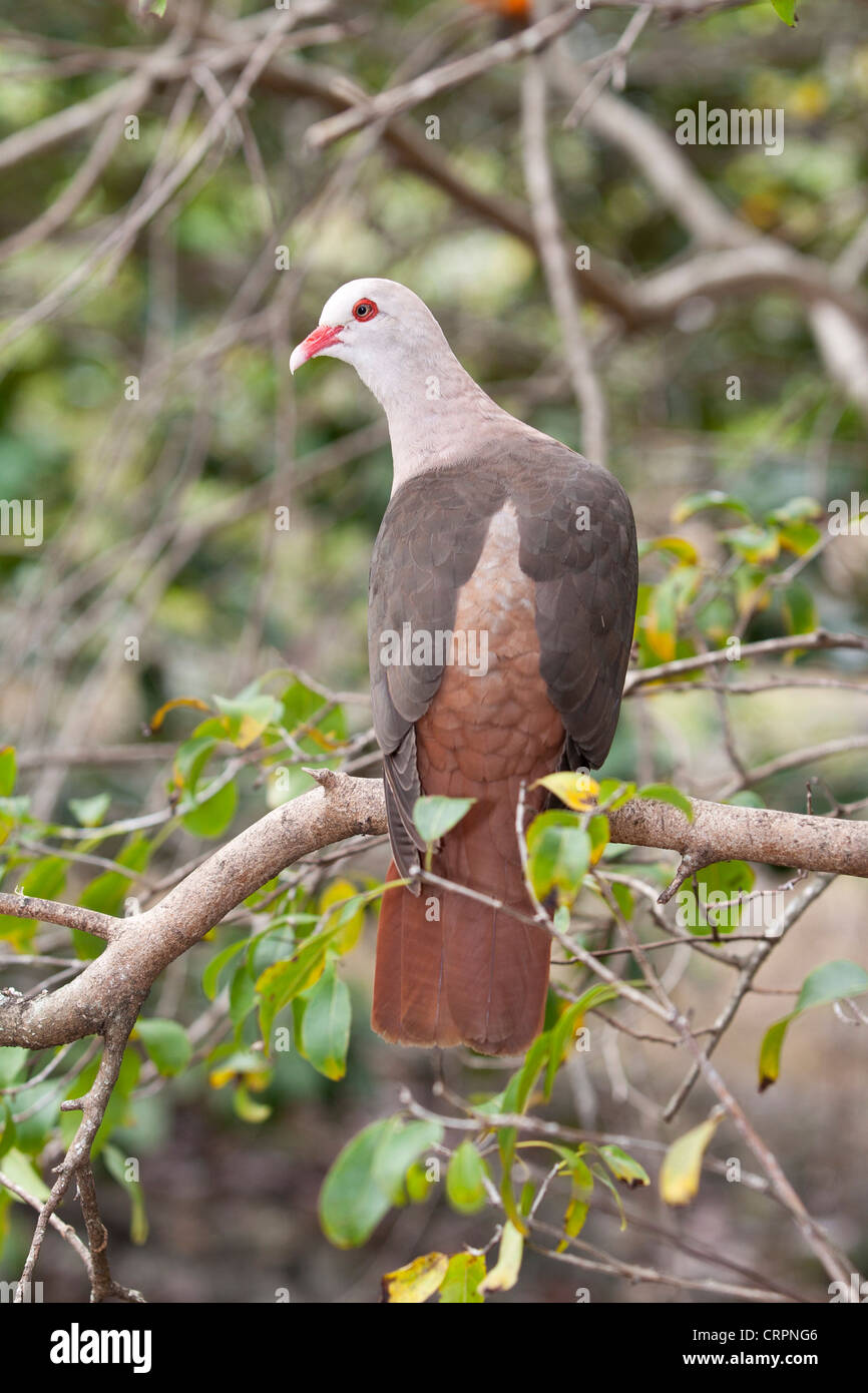 Rosa Taube (Columba Mayeri), Ile Aux Aigrettes Nature Reserve, Mauritius Stockfoto