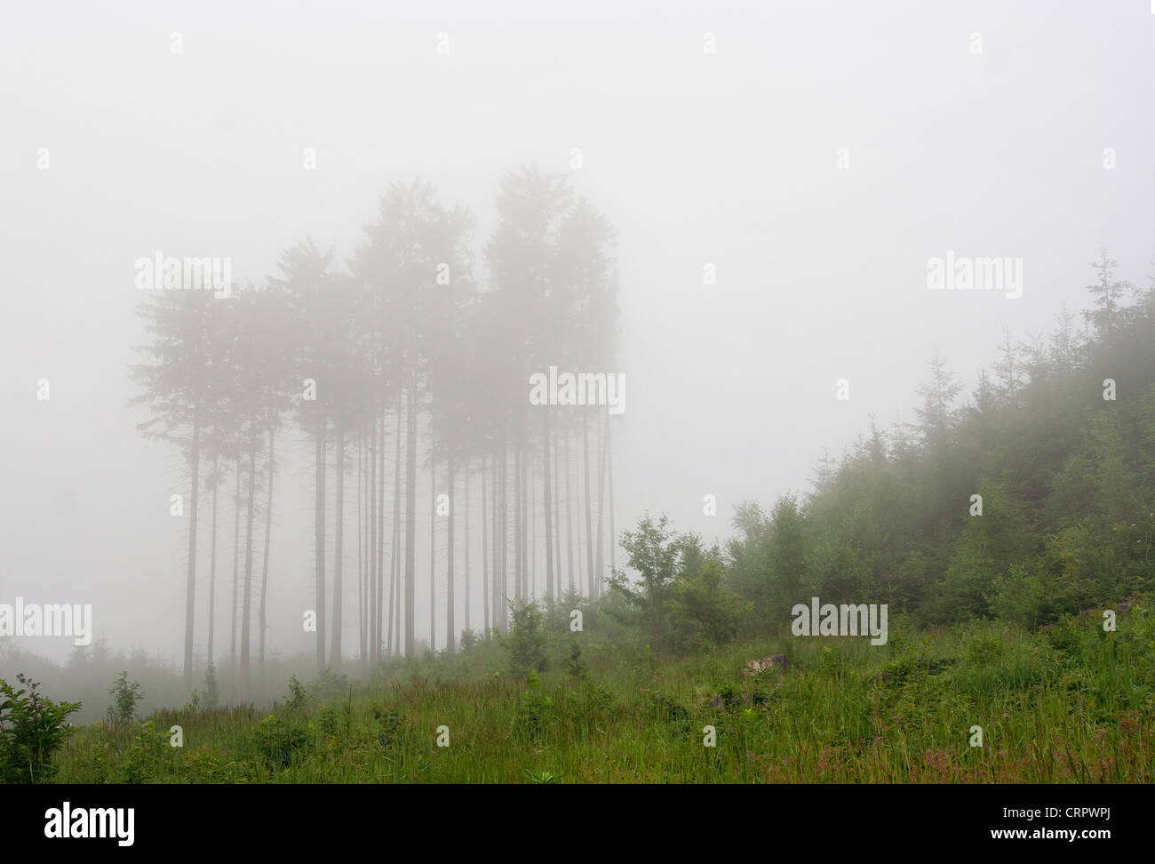 Wald im Nebel - gerodeten Flächen Stockfoto