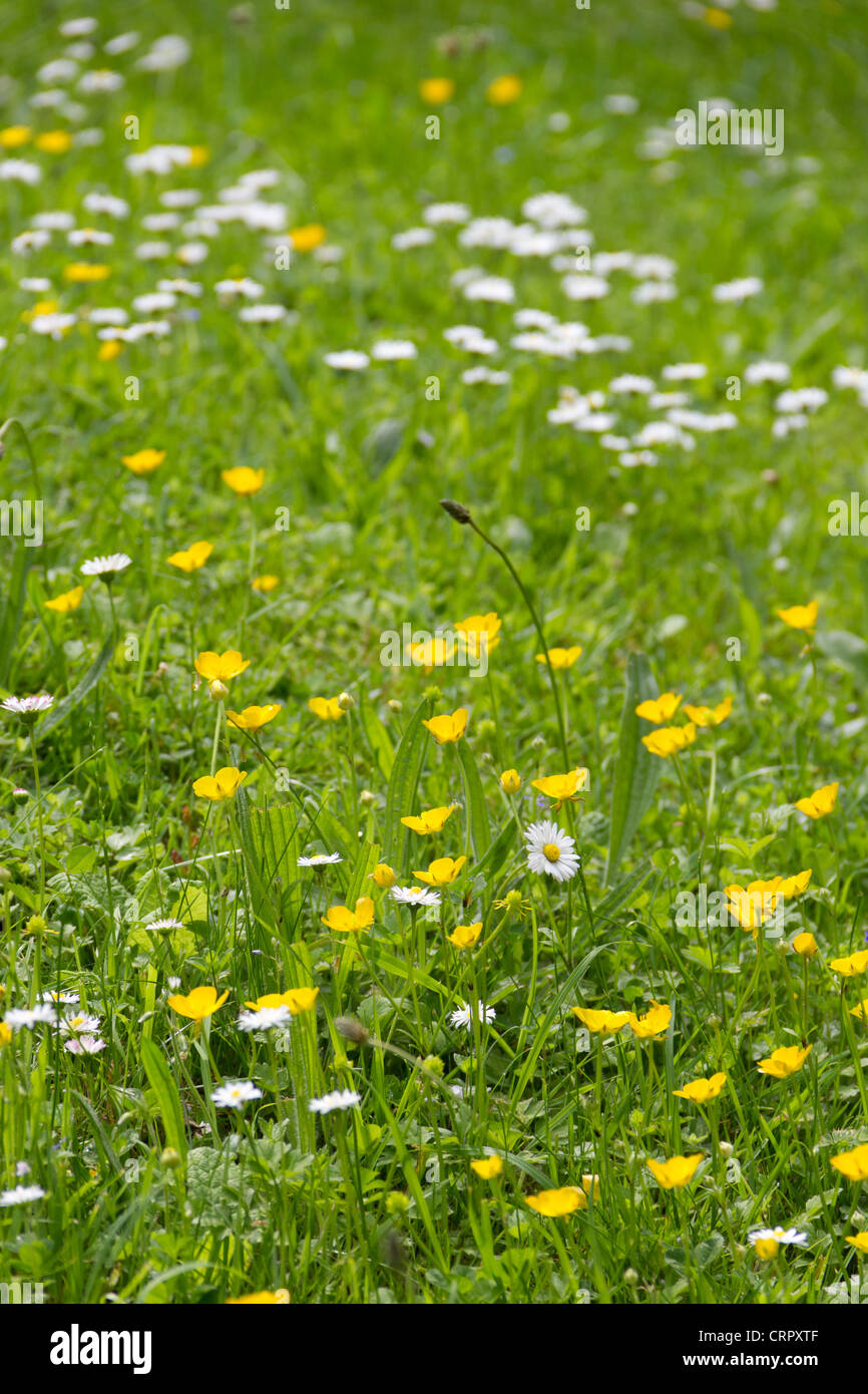 Butterblumen und Gänseblümchen mit grass Stockfoto