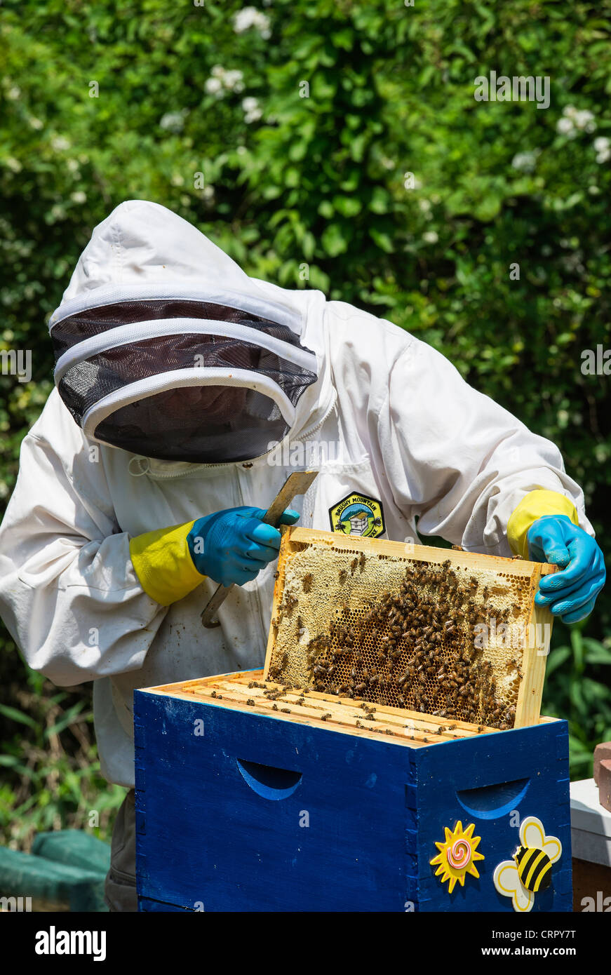 Ein Imker, entfernen von Frames aus dem Bienenstock. Stockfoto
