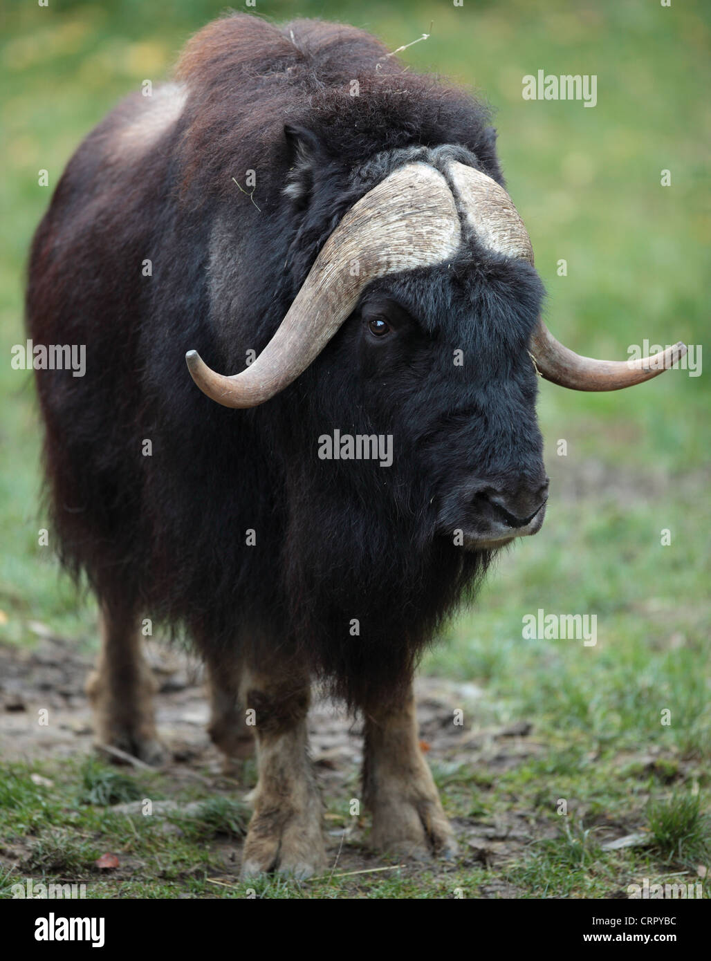 Moschusochsen (Ovibos Moschatus) Stockfoto