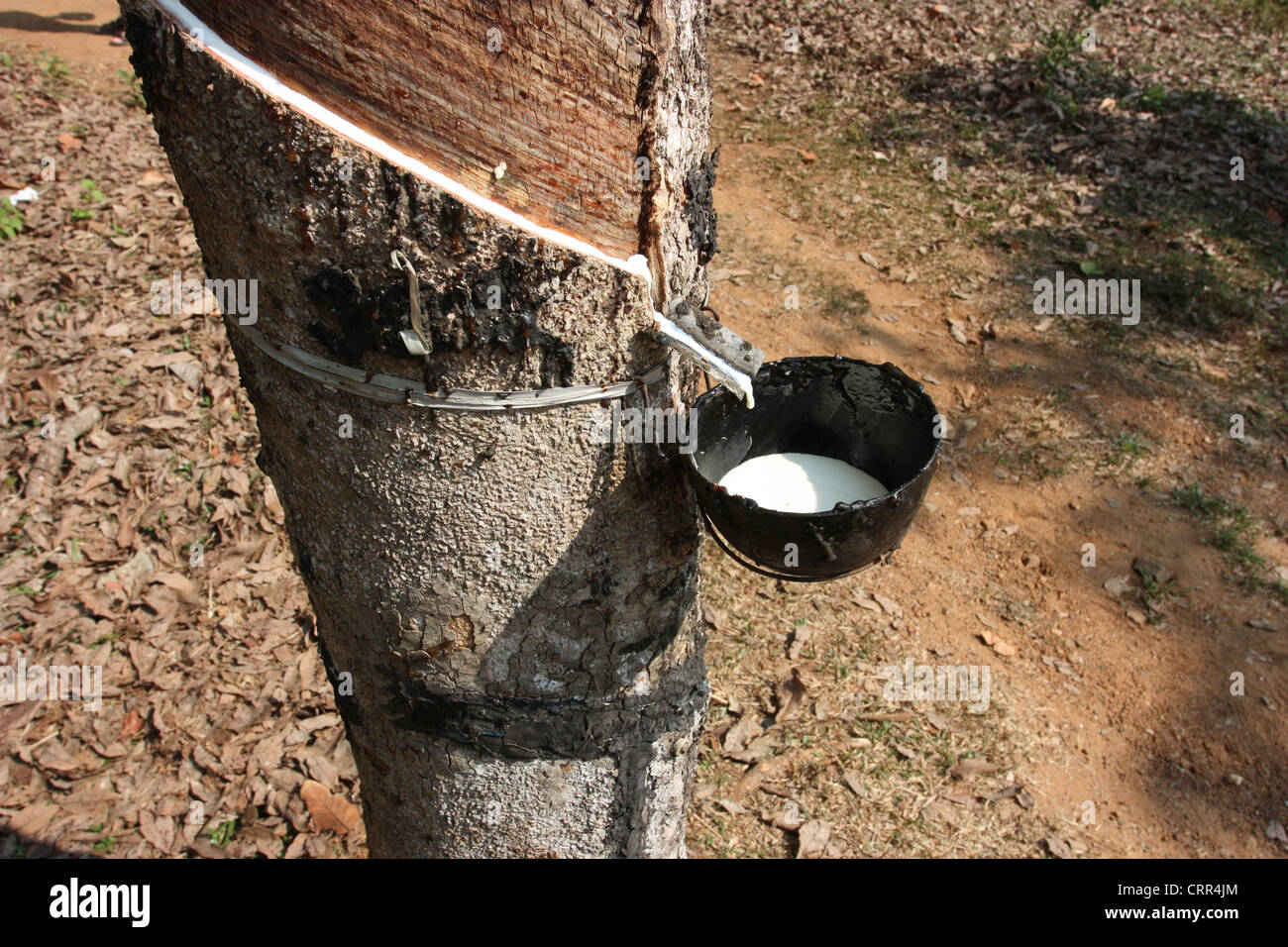 Latex oder Liquid Rubber Sammlung aus einem eingeschnittenen Baum in Kerala Stockfoto