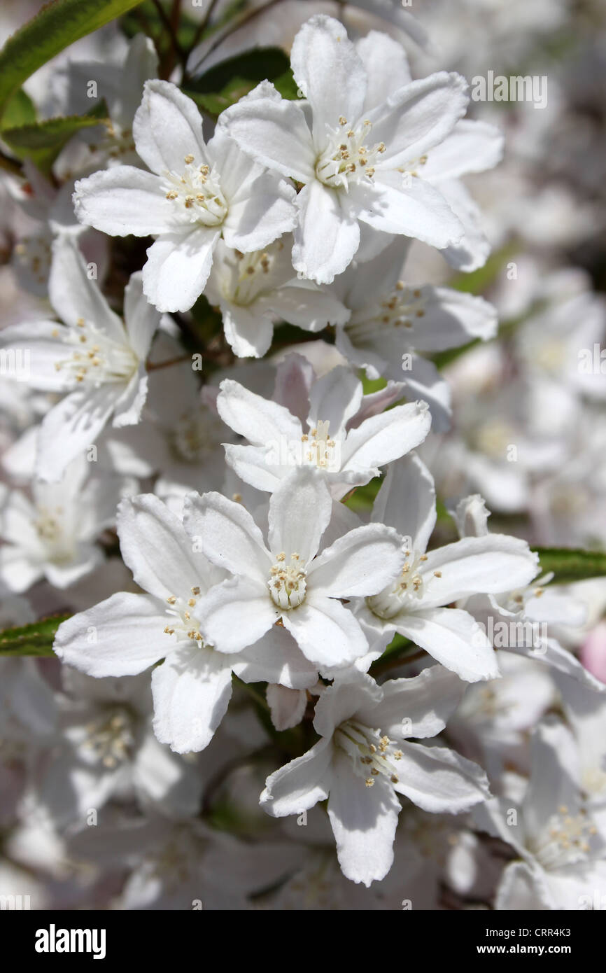 Weiße Deutzie Strauch Blumen Stockfoto