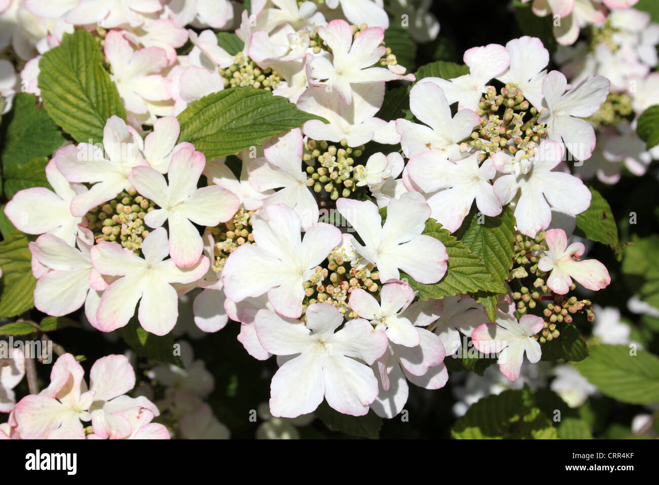 Viburnum Strauch Pinky weiße Blumen Stockfoto