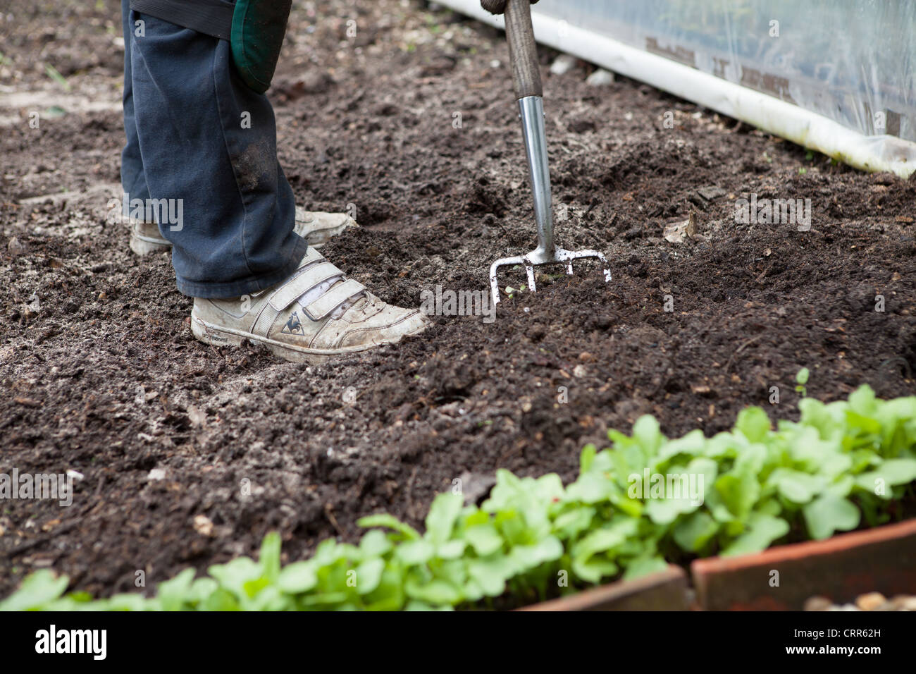Ein Mann mit einer Garten Gabel wiederum über dem Boden bereit für die Bepflanzung. Rettich ist an der Front bereits gepflanzt. Stockfoto