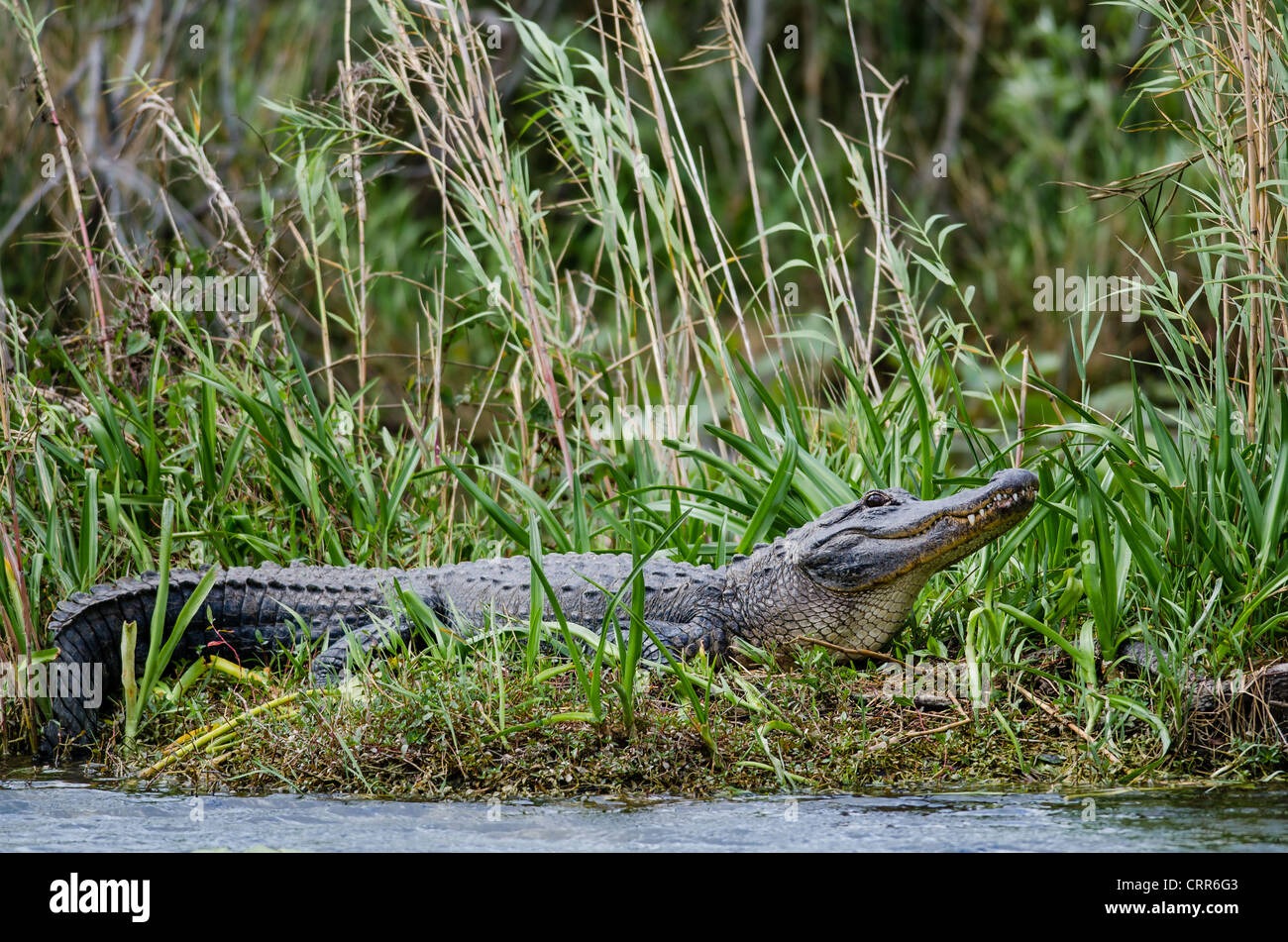 Ein Florida Alligator vom Everglades Nationalpark hebt den Kopf aus einer nachmittags-Nickerchen-Warnung, die viele Wildtiere Zuschauer. Stockfoto