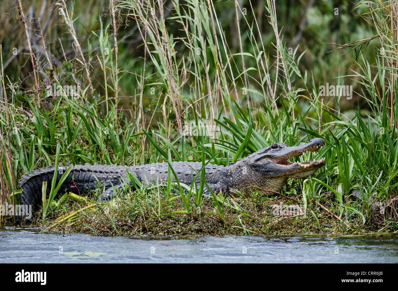 Ein Florida Alligator vom Everglades Nationalpark hebt den Kopf und seine Zähne wachsam sein, um die vielen Wildtieren Zuschauer blinkt. Stockfoto