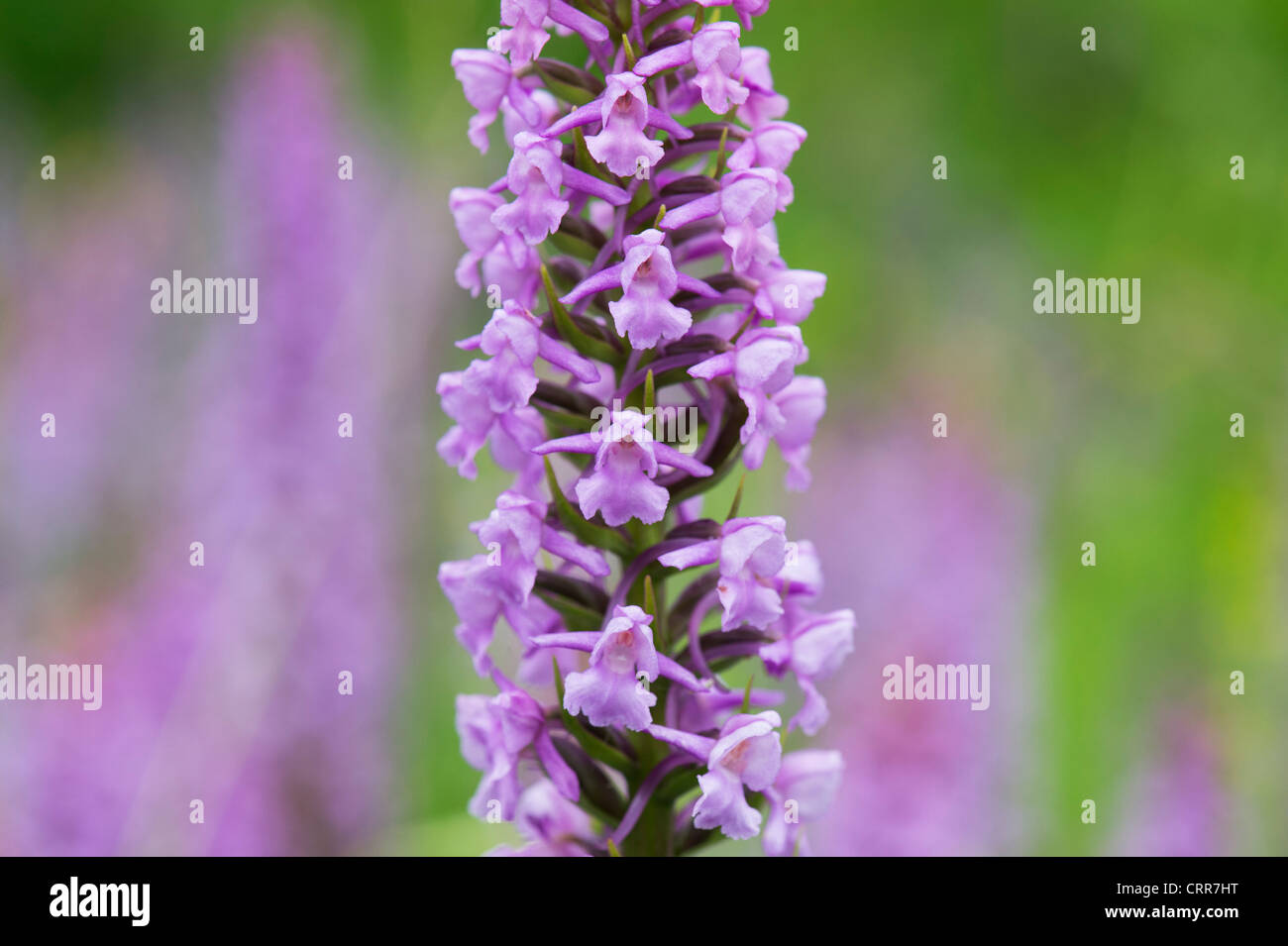 Englisch naturschutzgebiet Fotos und Bildmaterial in hoher Auflösung