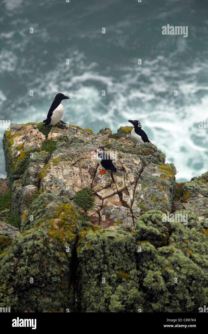 Papageientaucher und Tordalken auf Skomer Island Stockfoto