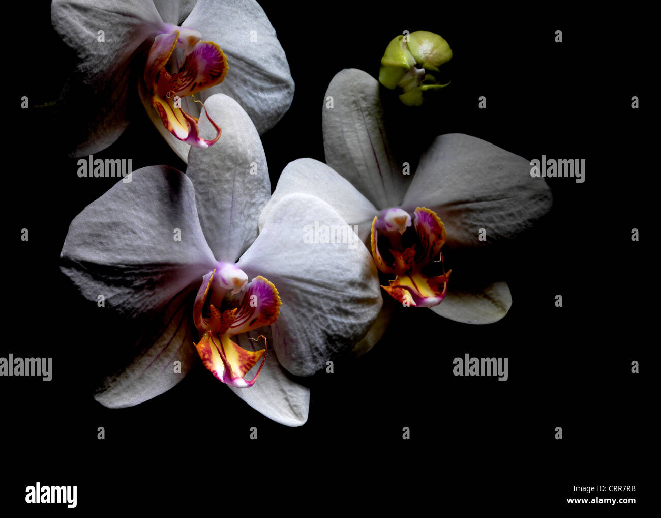 3 Orchideen auf schwarzem Hintergrund Stockfoto