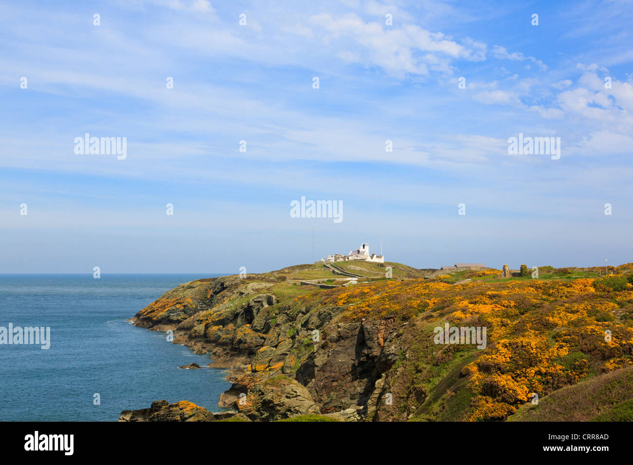 Blick auf Lynas Point Leuchtturm mit gelber Ginster und Porth Eilian an der Küste Llaneilian, Isle of Anglesey, North Wales, UK Stockfoto