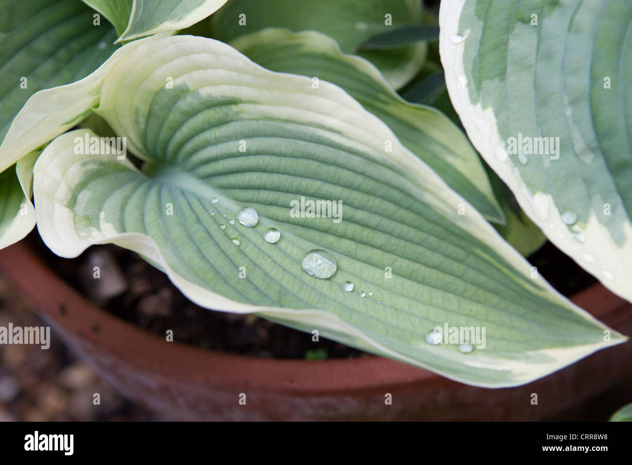 Thomas Hogg Hosta - bunte Hosta Blatt Detail mit Wassertropfen Stockfoto