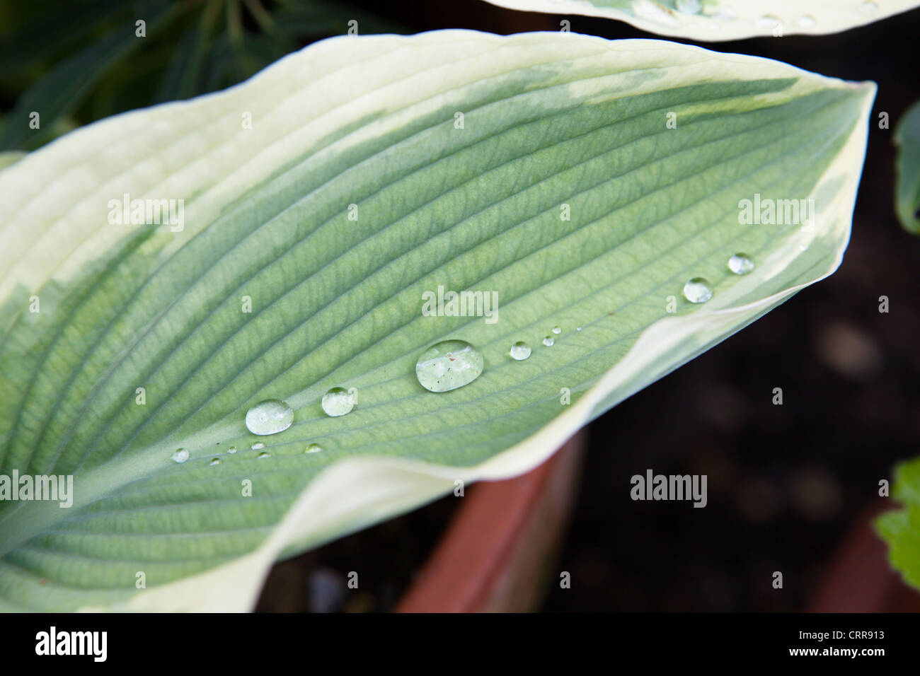 Thomas Hogg Hosta - bunte Hosta Blatt Detail mit Wassertropfen Stockfoto