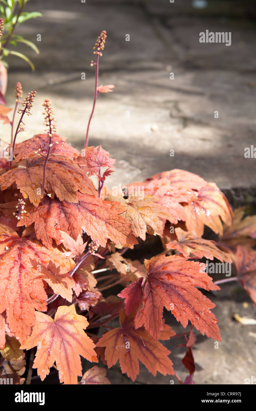 Sweet Tea Heuchera Blatt detail Stockfoto