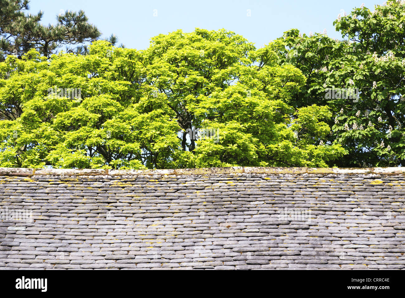 Breites Blatt Bäume hinter der Scheune Dach Stockfoto