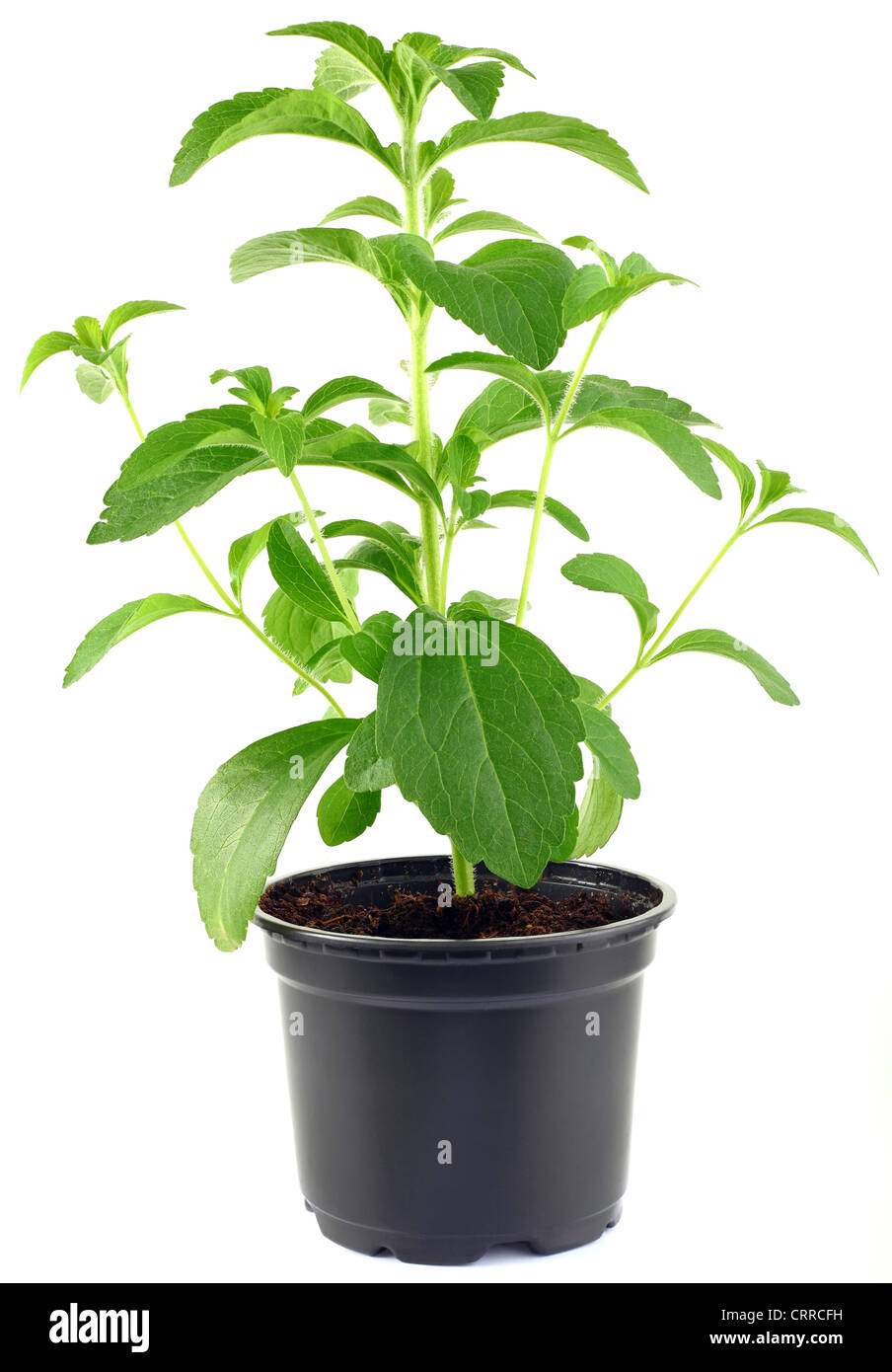 Stevia Rebaudiana Pflanze in den Blumentopf, Isolated on White Background Stockfoto