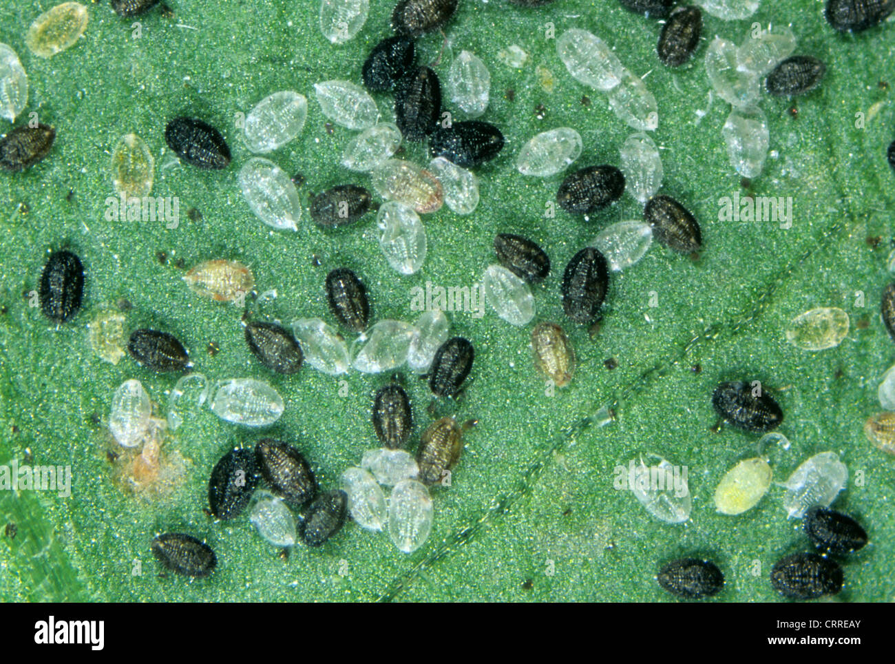 Mottenschildläuse Skalen und Puppen parasitiert durch Parasititoid Wespe Encarsia formosa Stockfoto
