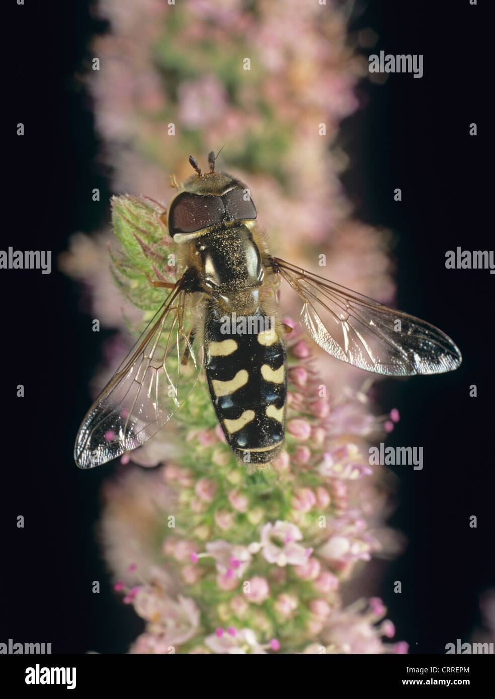 Ein Rattenschwanzfliege (Scaeva pyrastri), Erwachsener auf einer Pfefferminzblume Stockfoto
