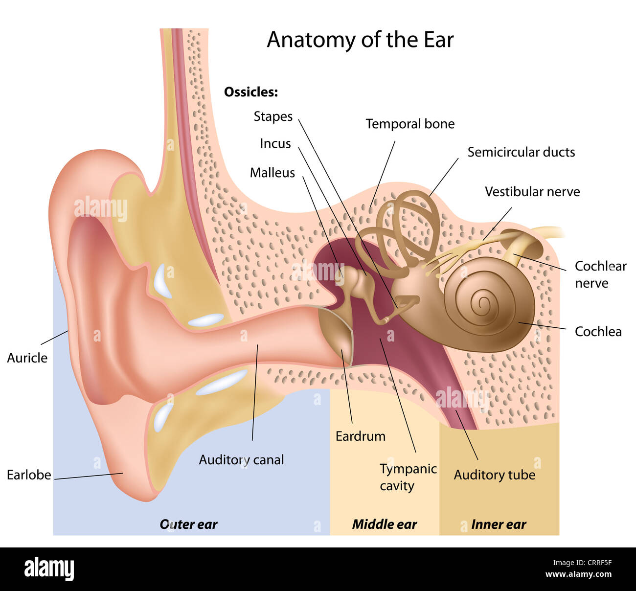 Menschliche Ohr-Anatomie Stockfotografie - Alamy