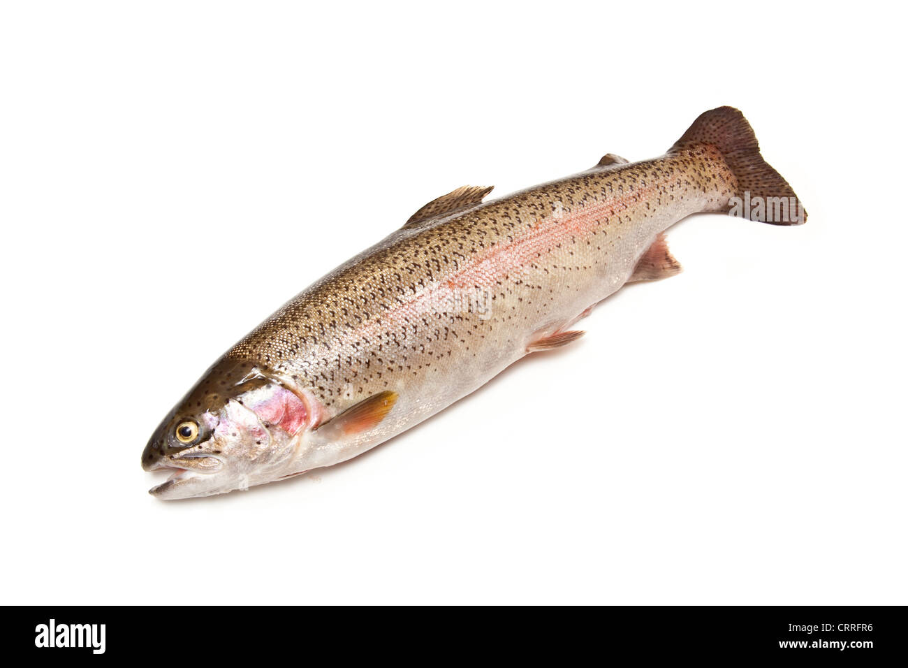 Ganze Regenbogenforelle (Oncorhynchus Mykiss) Fisch isoliert auf einem weißen Studio-Hintergrund. Stockfoto