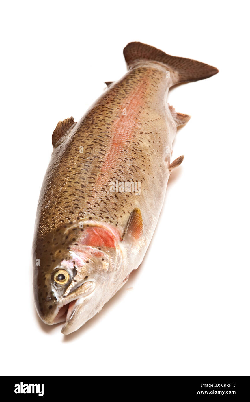 Ganze Regenbogenforelle (Oncorhynchus Mykiss) Fisch isoliert auf einem weißen Studio-Hintergrund. Stockfoto