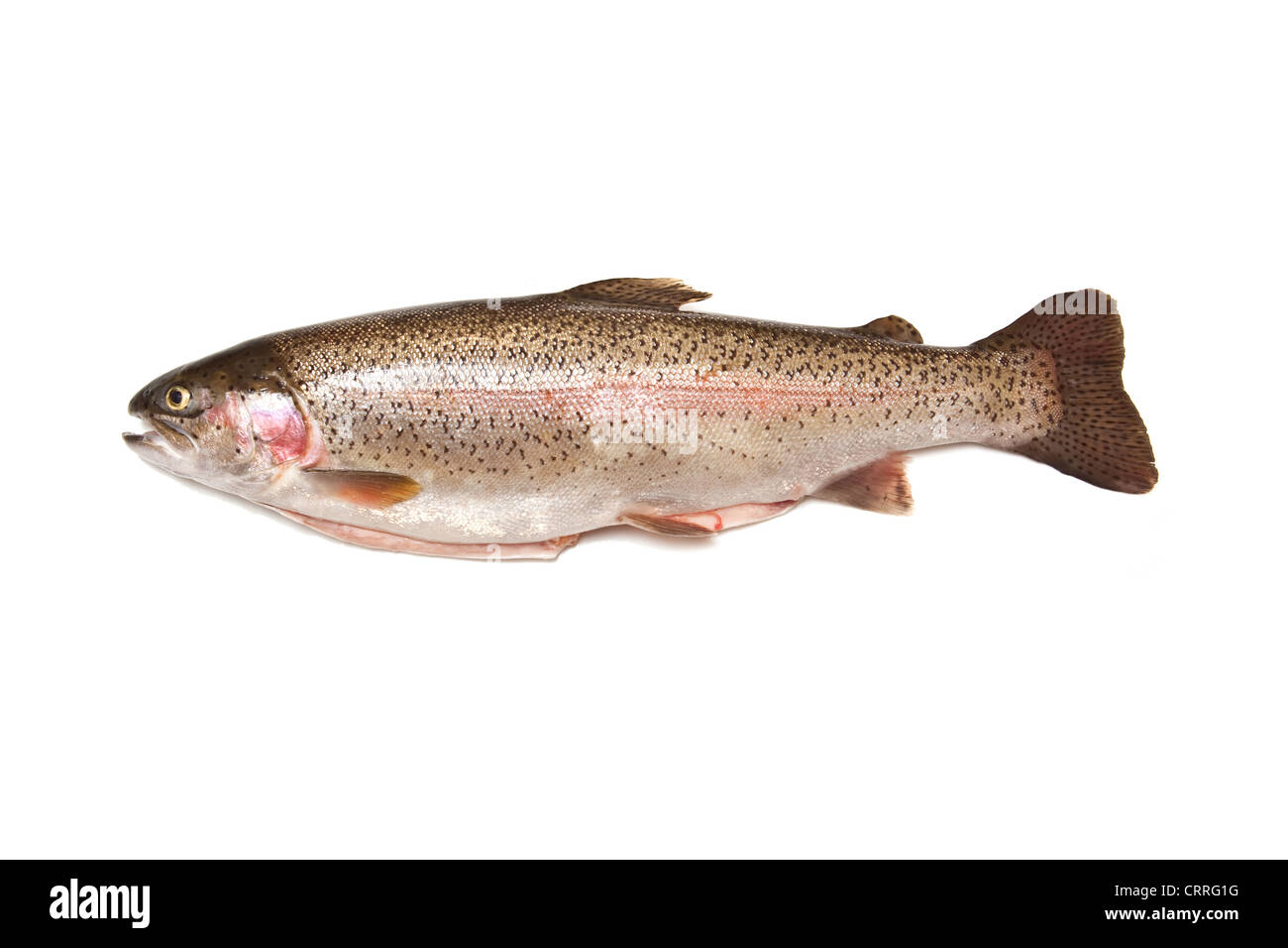 Ganze Regenbogenforelle (Oncorhynchus Mykiss) Fisch isoliert auf einem weißen Studio-Hintergrund. Stockfoto