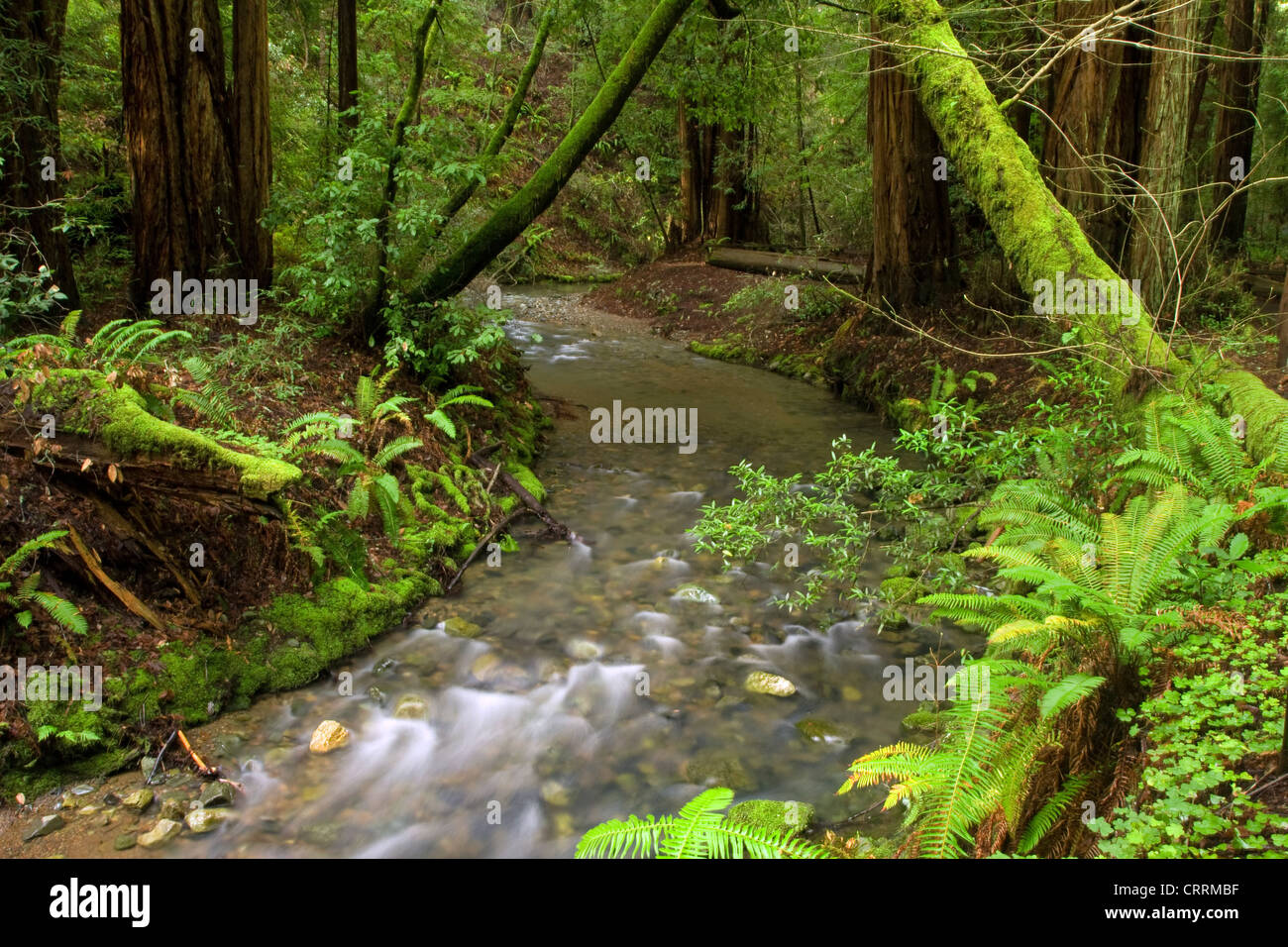 Üppige Stream in California Redwood Forest in Muir Woods Stockfoto