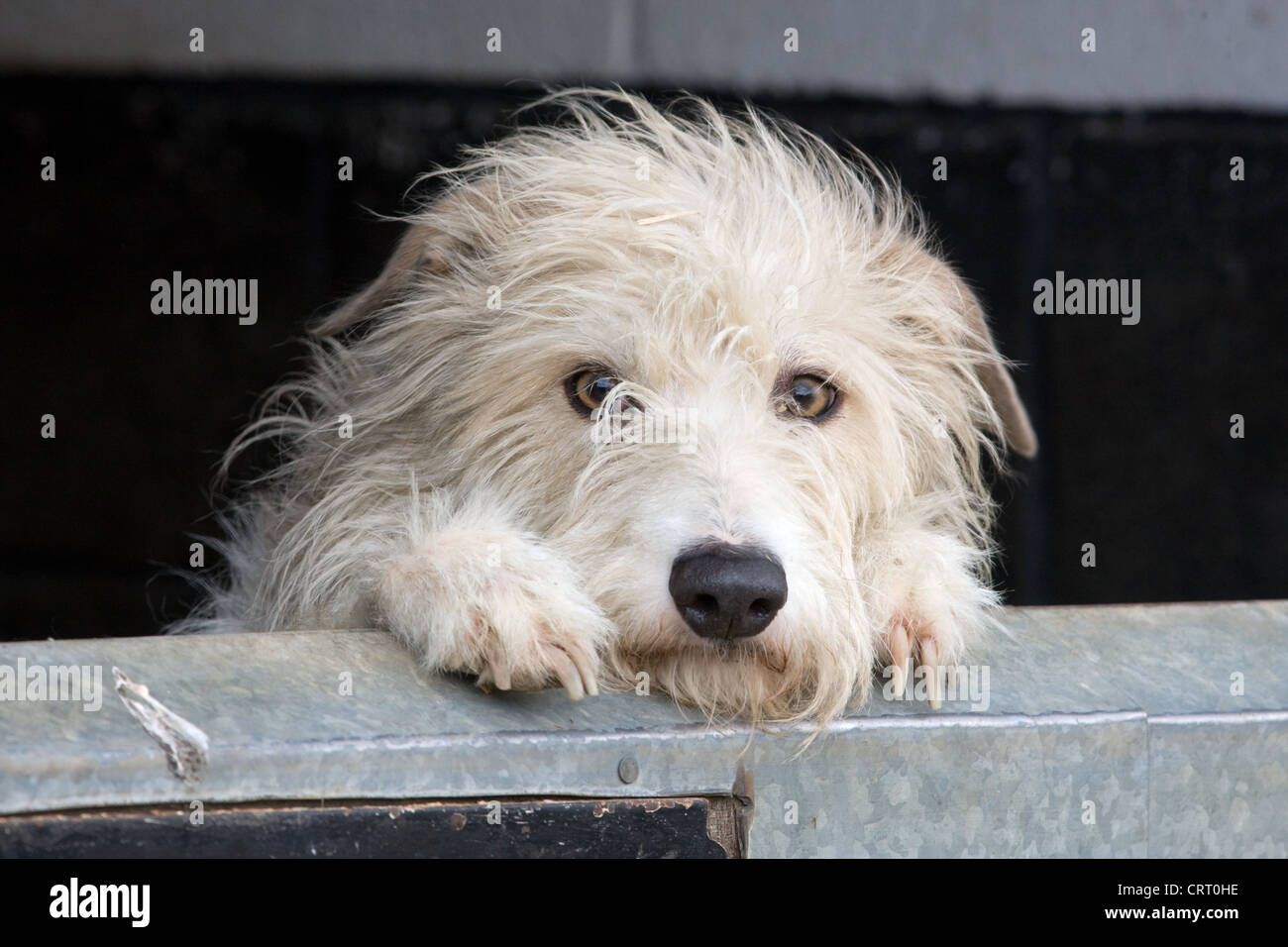 Scruffy Lurcher Hund mit Blick auf eine stabile Tür Stockfoto