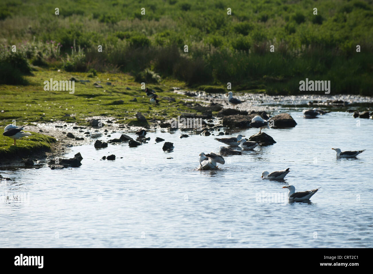 Verschiedene Seevögel Baden, moorigen Mere, Skomer, South Wales, Vereinigtes Königreich Stockfoto