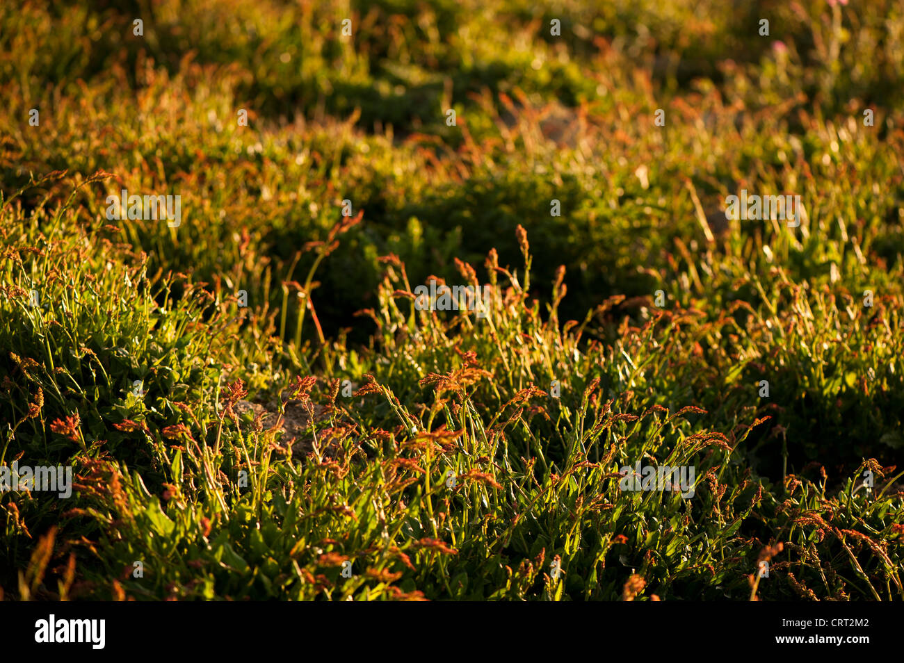Schafmilch Sauerampfer, Rumex acetosella Stockfoto
