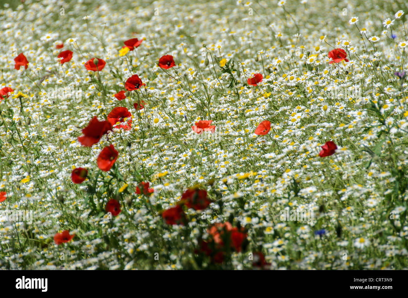 St James Park Wildblumen 169-100854666 Wildblumen wie Mohn, wächst im St. James Palace in London im Sommer. Stockfoto