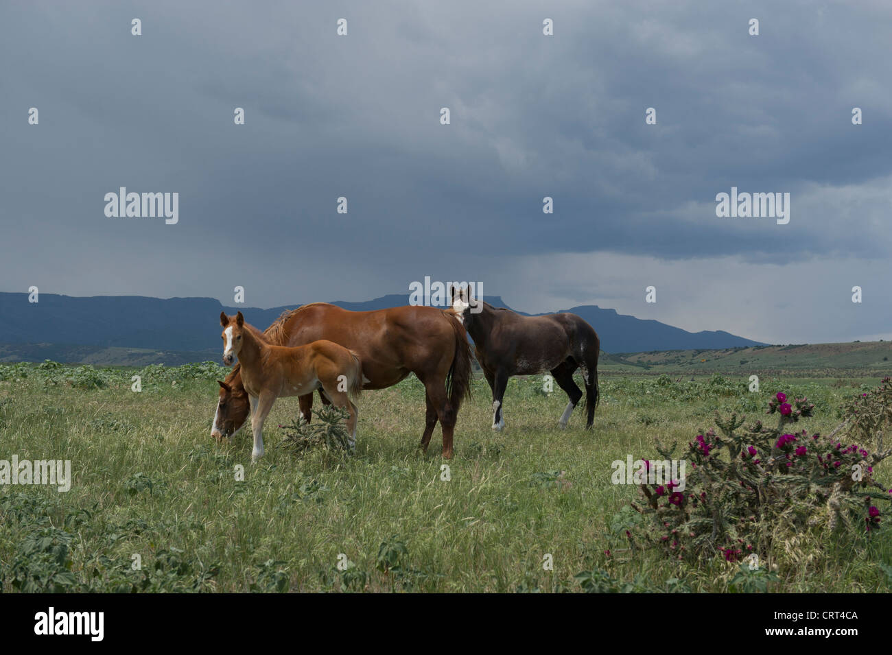 Pferde grasen auf der Weide mit Colorado Mountains im Hintergrund. Etwa 10 Meilen östlich von Trinidad, Colorado. Stockfoto