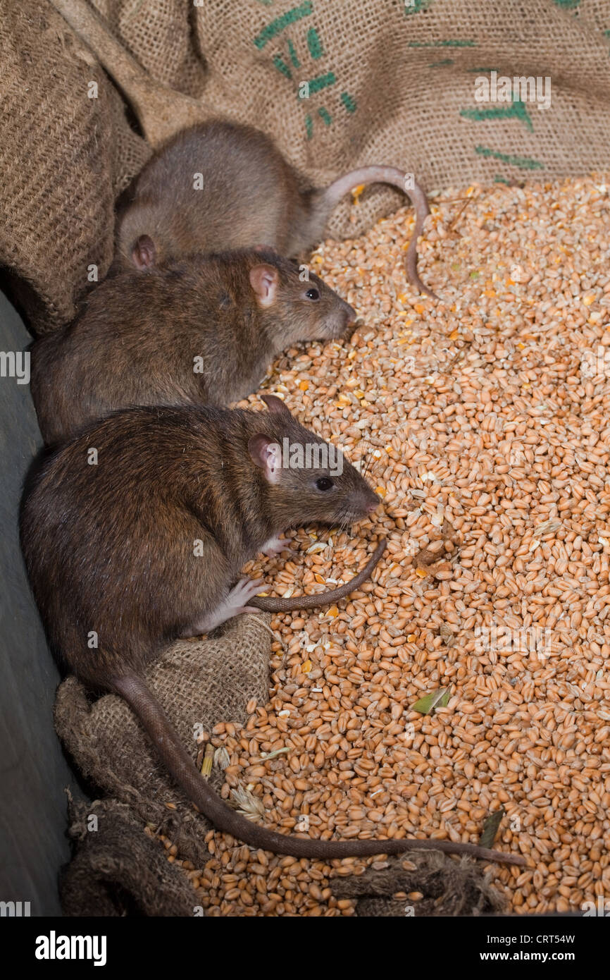 Braune Ratten (Rattus norvegicus). Leben unter gelagerten grain. Stockfoto