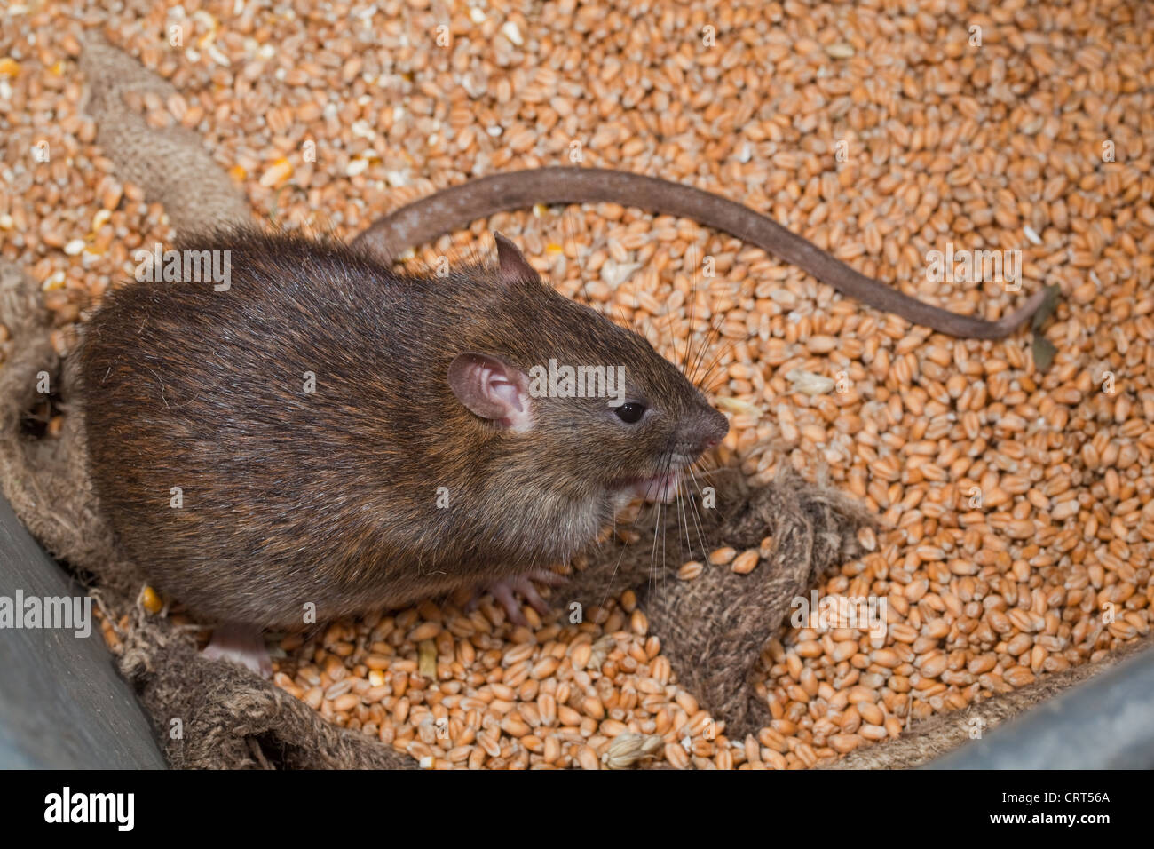Braune Ratte (Rattus Norvegicus). Fütterung auf Weizen Getreide. Stockfoto